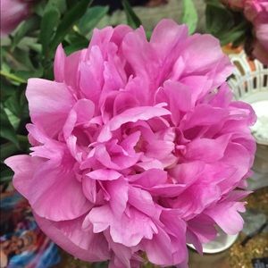 Meet your Posher, Roya